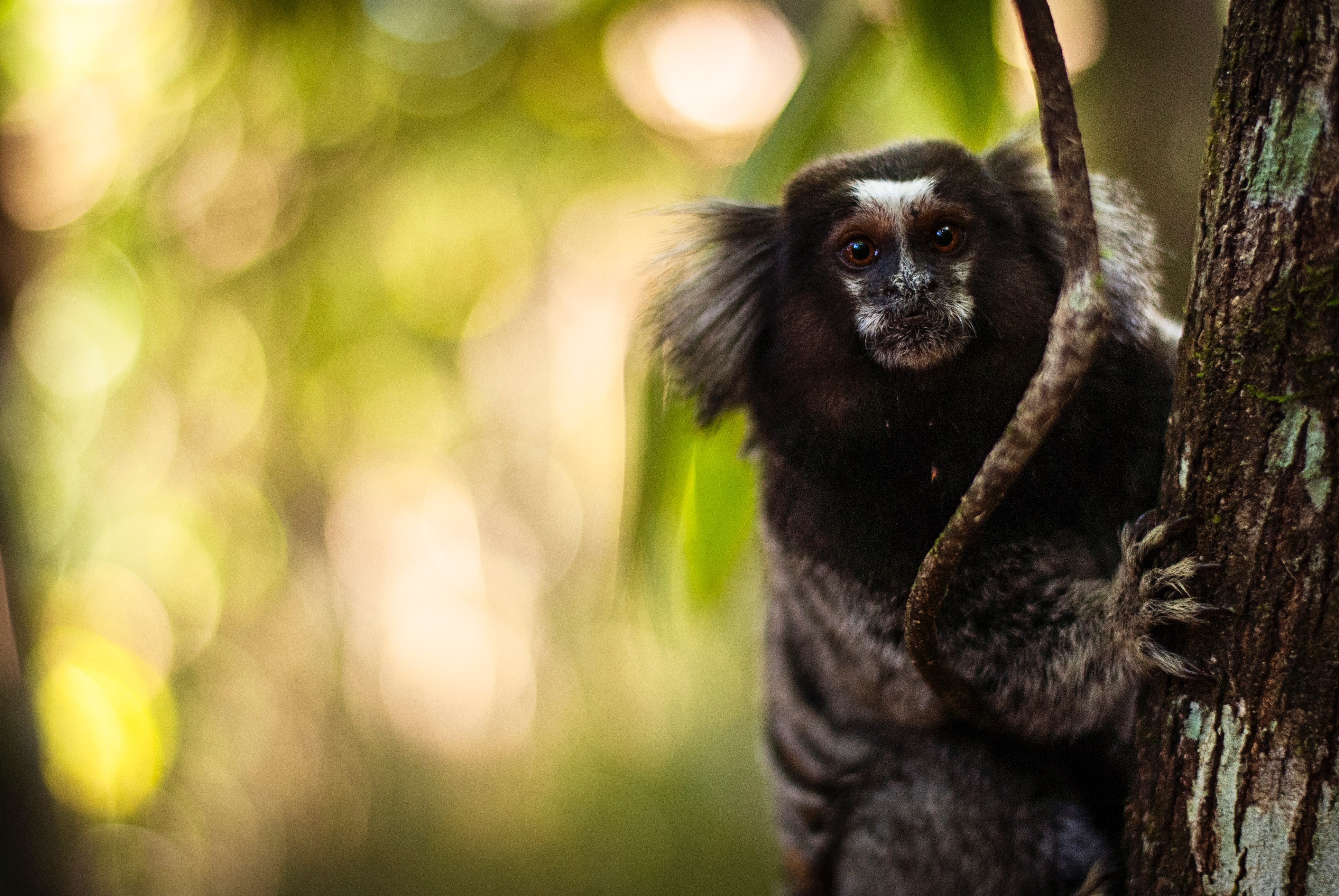 Marmoset on a tree.